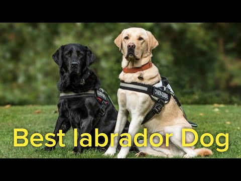 Βίντεο: 6 ενδιαφέροντα γεγονότα για το Labradors