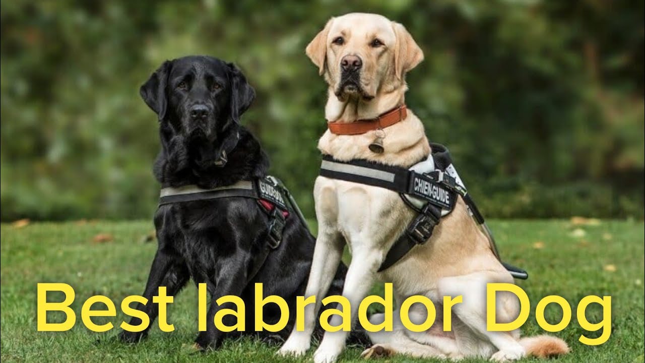 What Is The Most Popular Color Of Labrador Retrievers