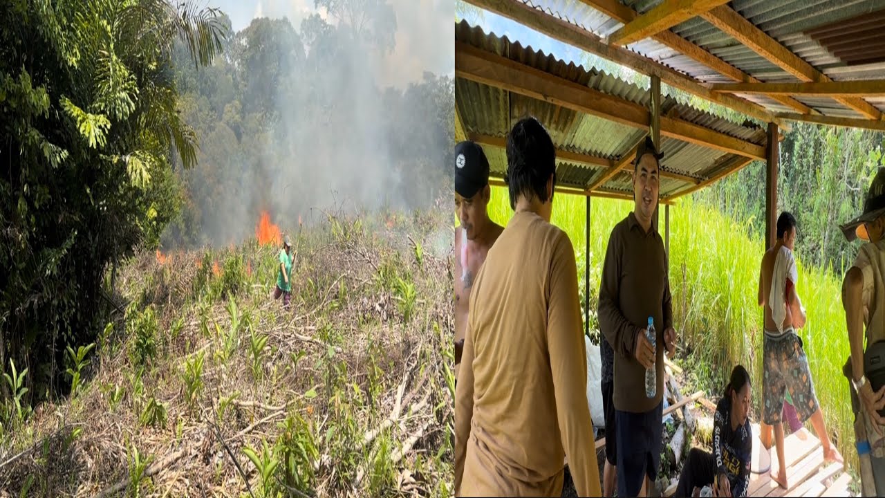 Bakar Lahan Kebun Purik - Semoga Kebunnya Subur Dan Menghasilkan Cuan 🙏🙏