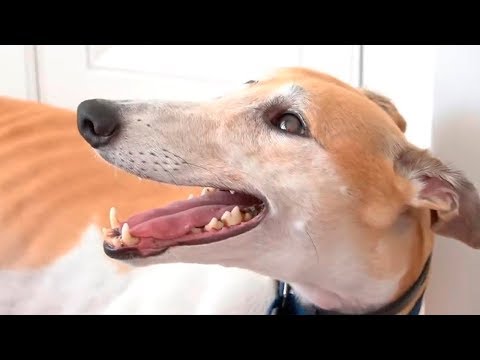 видео: Мы взяли собаку из приюта - Дженна Марблс ВЛОГ 1
