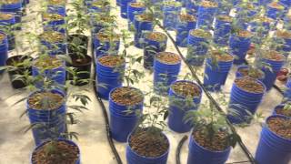 UPDATE- Changing some things in the growroom
