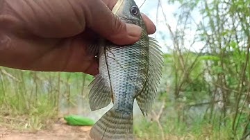 Trung bày cá trê giật xương Tây luôn 