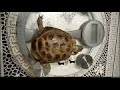 Среднеазиатская сухопутная черепаха КЕША в активном периоде, имеет хороший аппетит, хорошо кушает