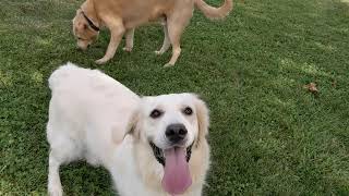 Even more Yard Time with Willow the retriever playing Frisbee | dog plays fetch 🐶🦴 | Pet Friendly by Pet Friendly 47 views 1 year ago 1 minute, 58 seconds