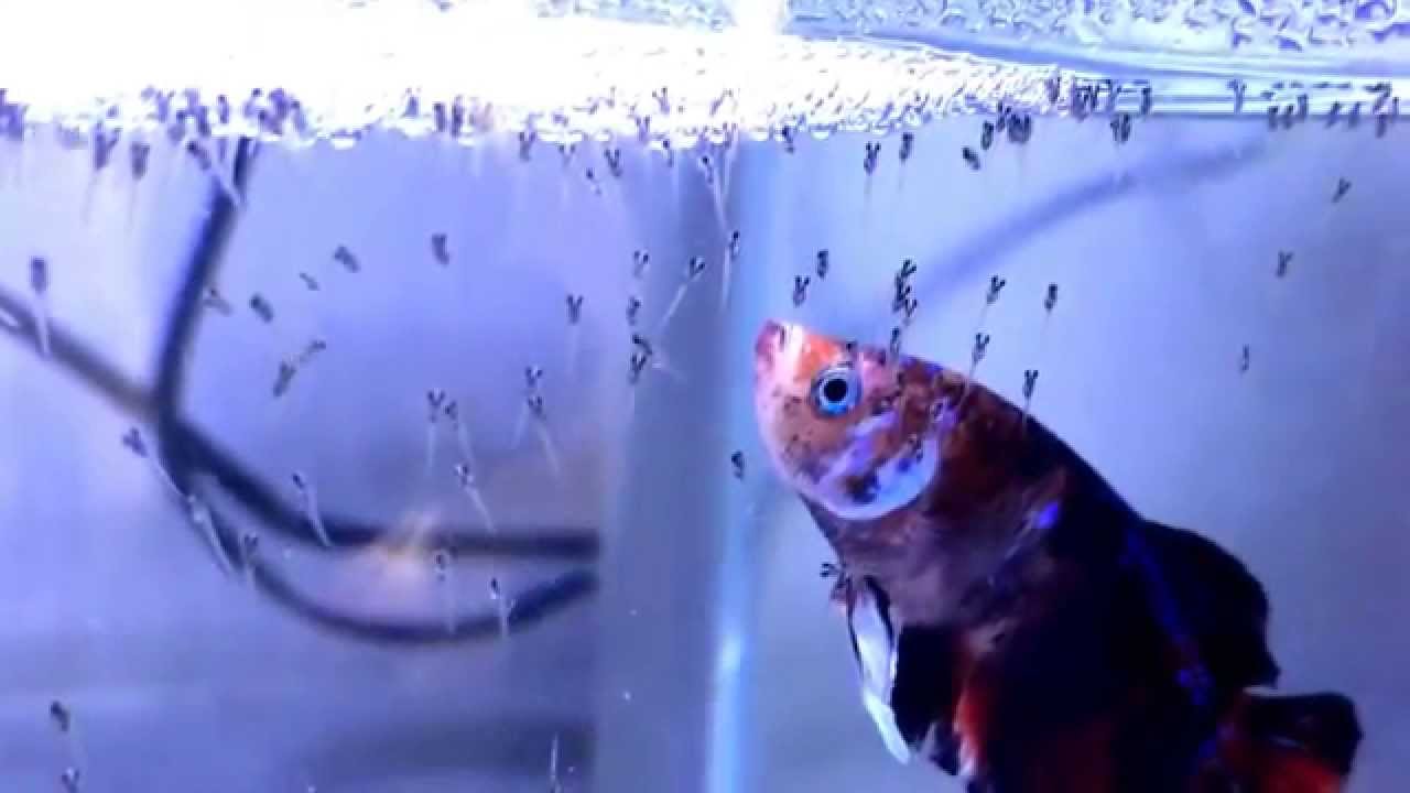 ベタ稚魚3日目 鯉ベタ その2 Youtube