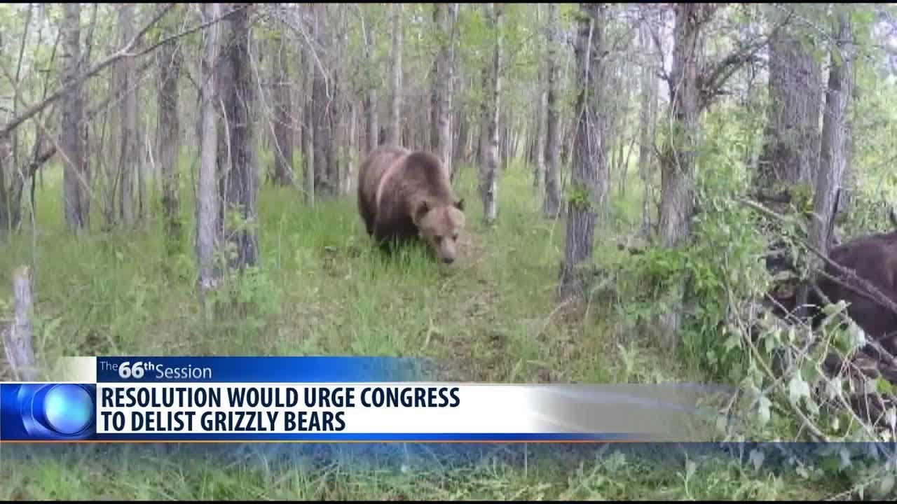 MT senator supports delisting grizzly bears, proposes resolution