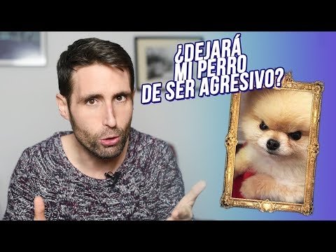 Video: ¿Los perros no castrados son agresivos?