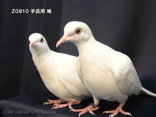 マジック・手品】Z0810 手品用 鳩 - YouTube