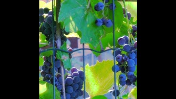 Grape Wine🍇🍇#shorts#grape#grapewine