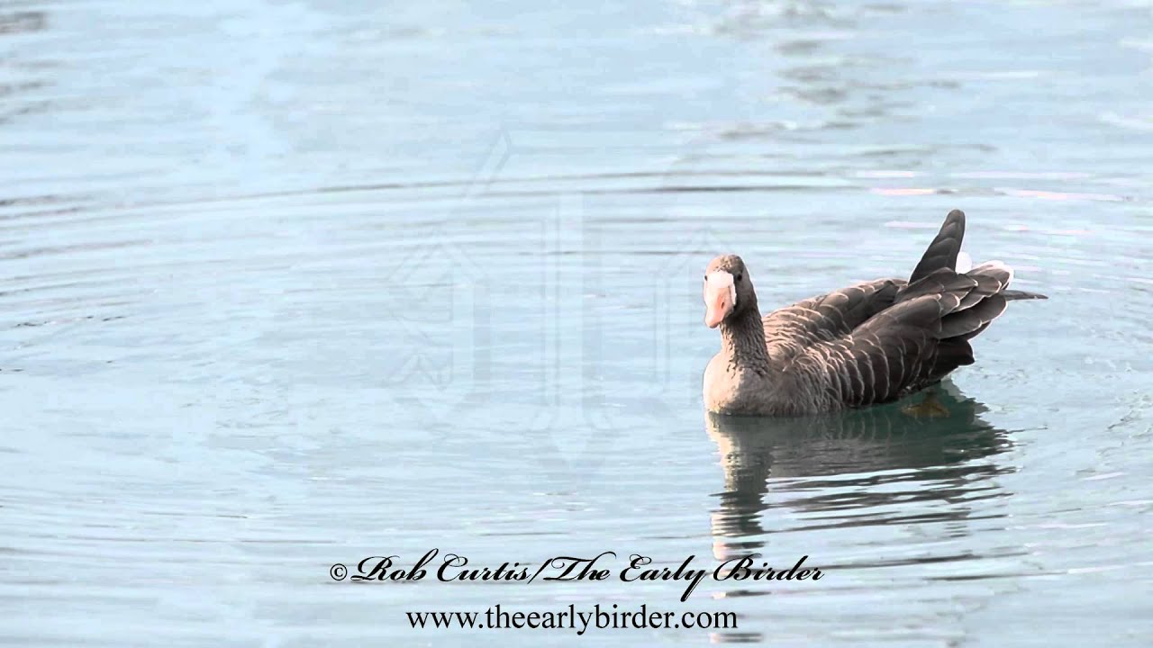 GREATER WHITE FRONTED GOOSE Anser albifrons 