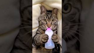 Kucing Pingin Susufypp3594