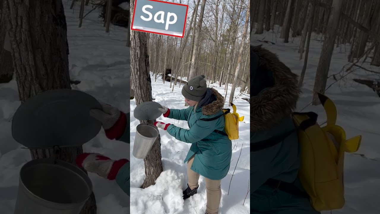 🍁 Как приготовить кленовый сироп 🇨🇦
