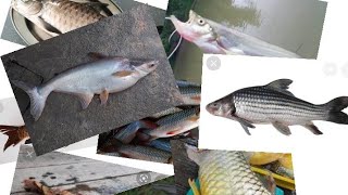 Mengenali 10 Ikan Sungai Termahal Di Malaysia