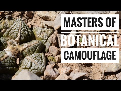 Video: Quali Cactus Crescono Nel Deserto