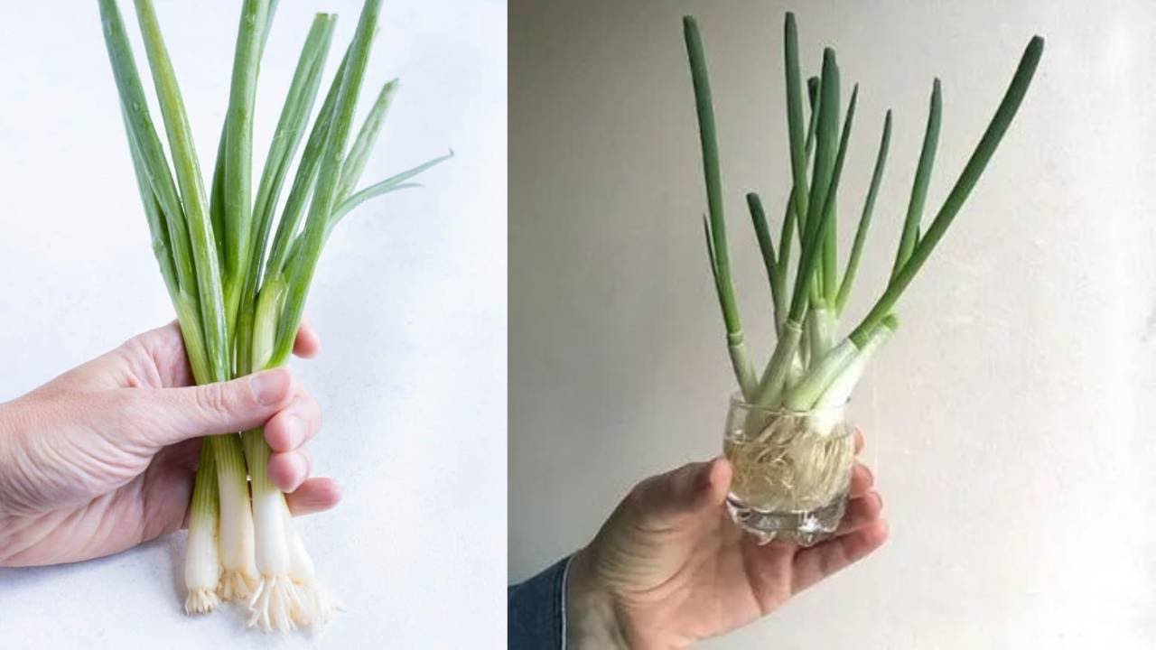 Are Raw Green Onions Good For You Green Onion Benefits YouTube