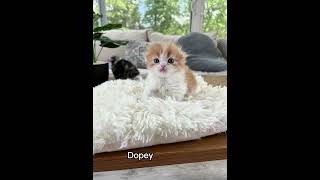 Last of spring kittens by Wunderfolds Scottish Fold Cats 247 views 11 months ago 1 minute, 49 seconds