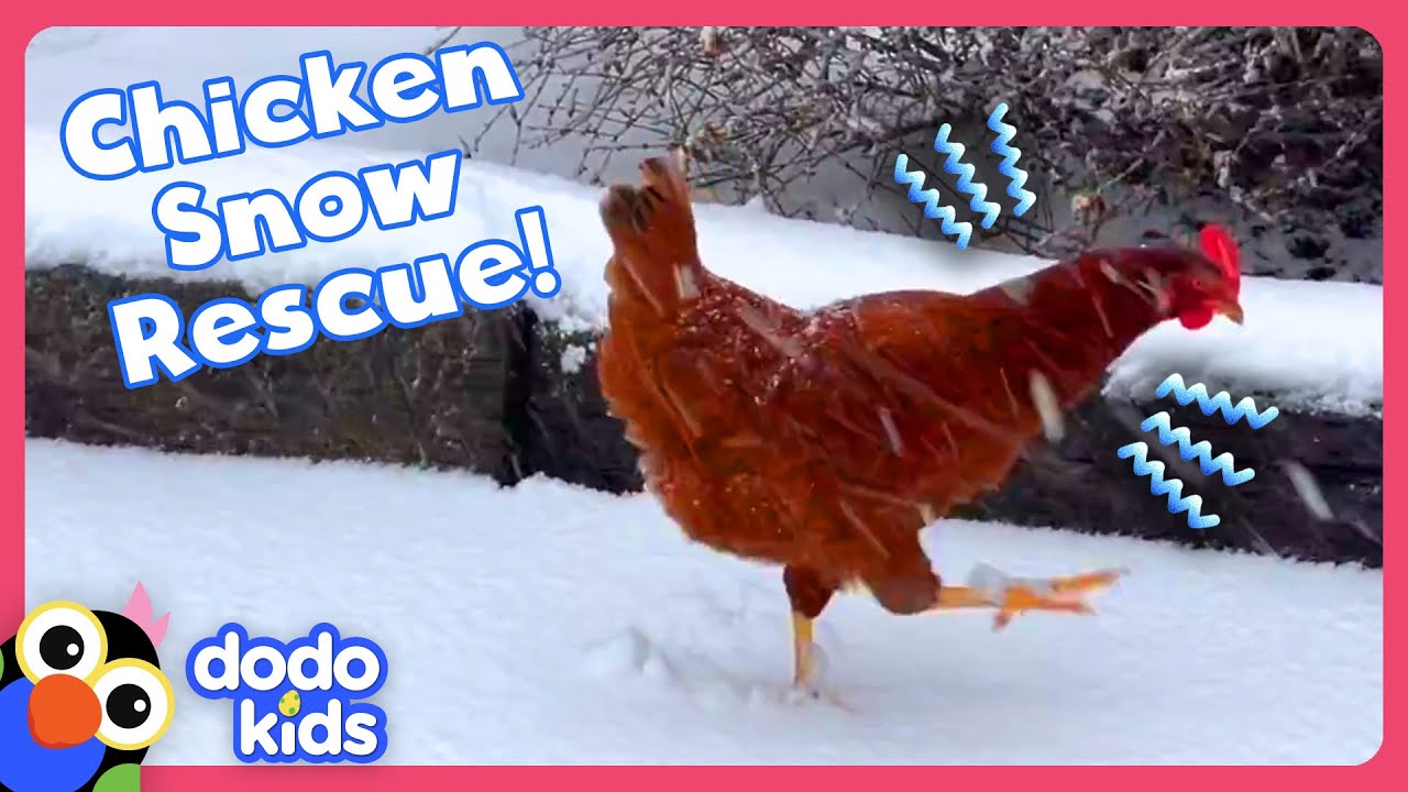 Weatherman Rescues A Chicken From A Snowstorm! | Dodo Kids | Rescued ...