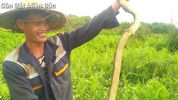 Bắt chuột đồng gặp rắn hổ mang chúa đang nột xác và cái kết