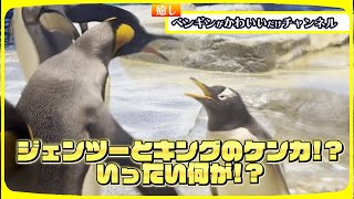 【♡】ジェンツーペンギンの譲れない日常海響館#penguin #animals #kawaii