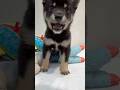 ペットショップ時代の愛犬 #豆柴 #柴犬 #黒柴 #子犬 #犬 #ペット #mameshiba  #shiba #puppy #dog #pets #Aqua Timez
