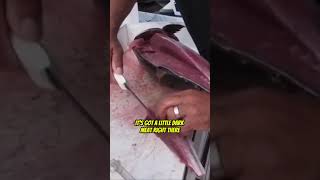 Download Lagu Filleting a Yellowfin Tuna and What to do with Dark Meat! MP3 Download Lagu Filleting a Yellowfin Tuna and What to do with Dark Meat! MP3