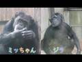 雨では見えないミッちゃんとジラ、今日は晴れた🥰でも日々の楽しみがほしい😔　とくしま動物園　チンパンジー　202604