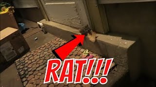 TG Rat Caught on Camera!🐀 (1 of 3)