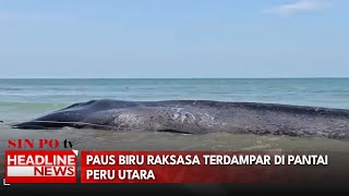 Paus Biru Raksasa Terdampar Di Pantai Peru Utara