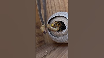 Feeding a Solitary Yellow Hornet Queen with Mealworms