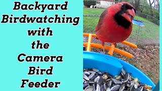 Backyard Birdwatching with a Camera Bird Feeder #birdwatching #birding by Cookin' with Bobbi Jo 294 views 1 month ago 3 minutes, 45 seconds