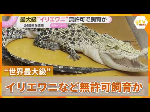 Self-employed man arrested for keeping "one of the world's largest" saltwater crocodiles without ...