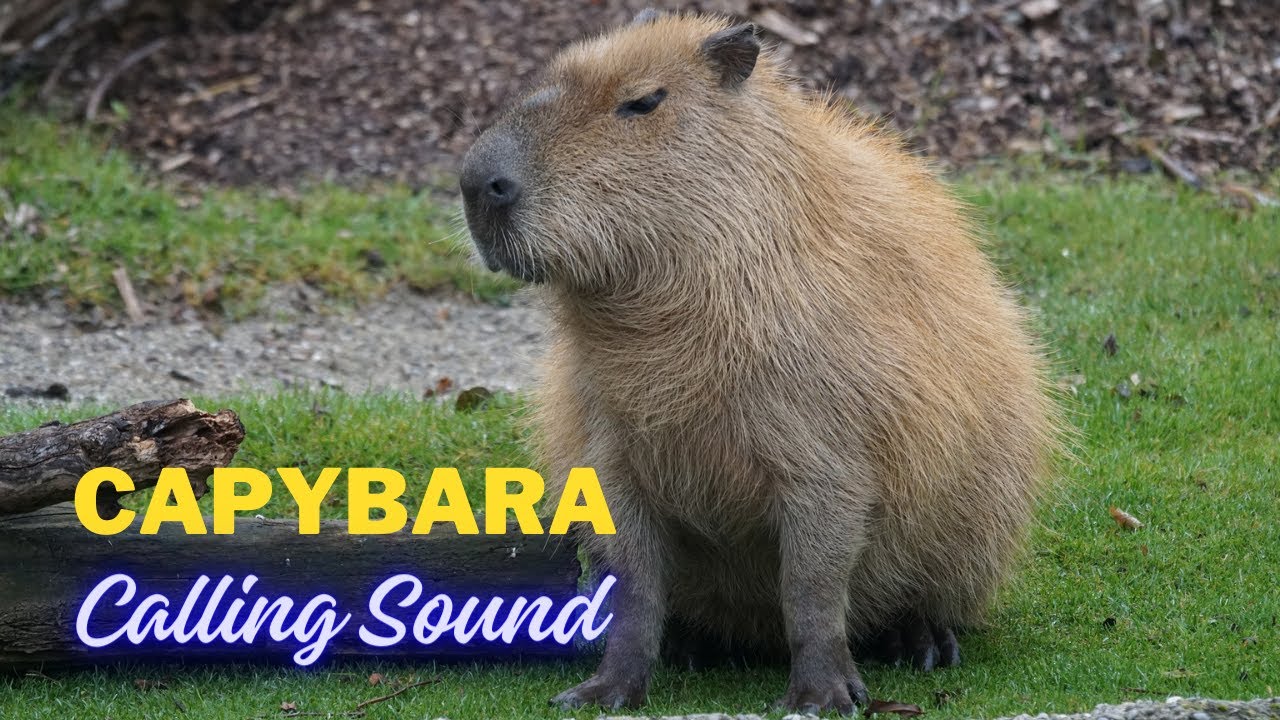 Звук вызова капибары