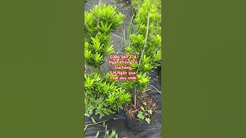 Cây Tùng kim cương 30-40cm | 0386569374 - Ngọc Ngân Bến Tre | Chuyên cây độc lạ