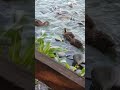 Aurora Farms Premium Outlets #nature #waterfall
