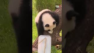 Panda twins celebrate 1st birthday with frozen treats at Berlin Zoo