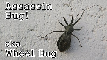 Assassin Bug: Wheel Bug (a Beneficial Insect)