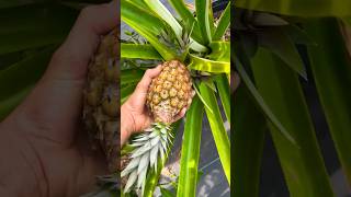 Tropical Fruit Harvest ASMR food