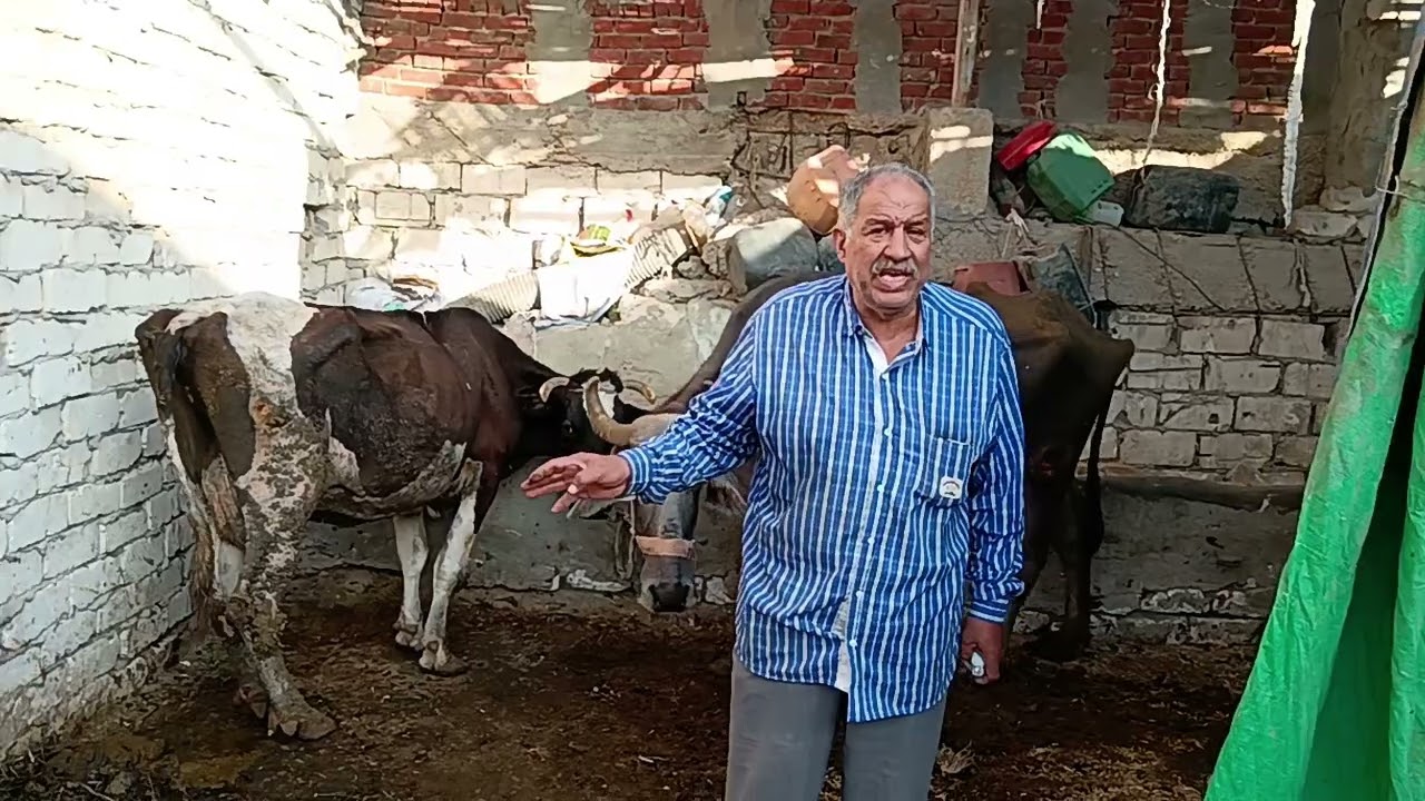 @ماذا اعددت لمرض الحمي القلاعيه ازاي تحمي حيواناتك من المرض وافضل التحصينات الموجو ده بالسوق المصري