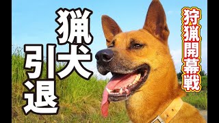 【猪猟】狩猟開幕戦で猟犬引退! #猪猟 #犬 #犬動画 #狩猟 #有害鳥獣