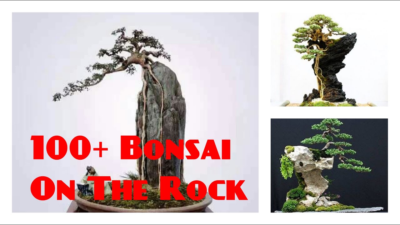 100 Bonsai On The Rock Bonsai Di Atas Batu Inspiratif Youtube