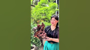 Phật Sống Tế Công Lũa Trắc Nghệ Thuật #tuonggodocdao   #tuongtecong