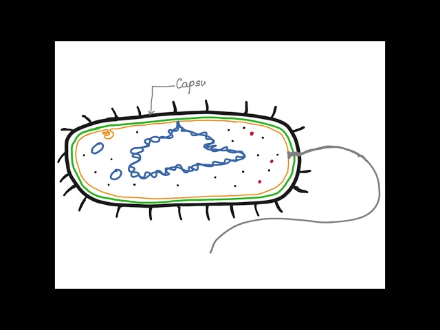 Eukaryotic Cells | Learn Science at Scitable