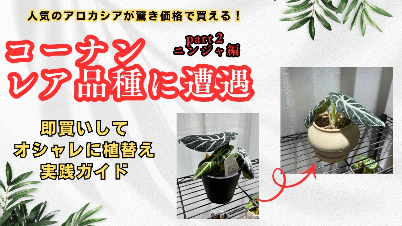 超希少 アロカシア ニンジャ フルミント 芋 初心者向け植替えガイド】ホームセンターの観葉植物がこのクオリティ