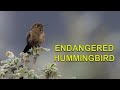 High in the Mountains for an ENDANGERED HUMMINGBIRD