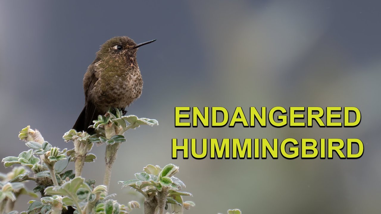 High in the Mountains for an ENDANGERED HUMMINGBIRD