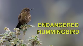 Endangered Hummingbirds