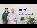What about small Ruminants?