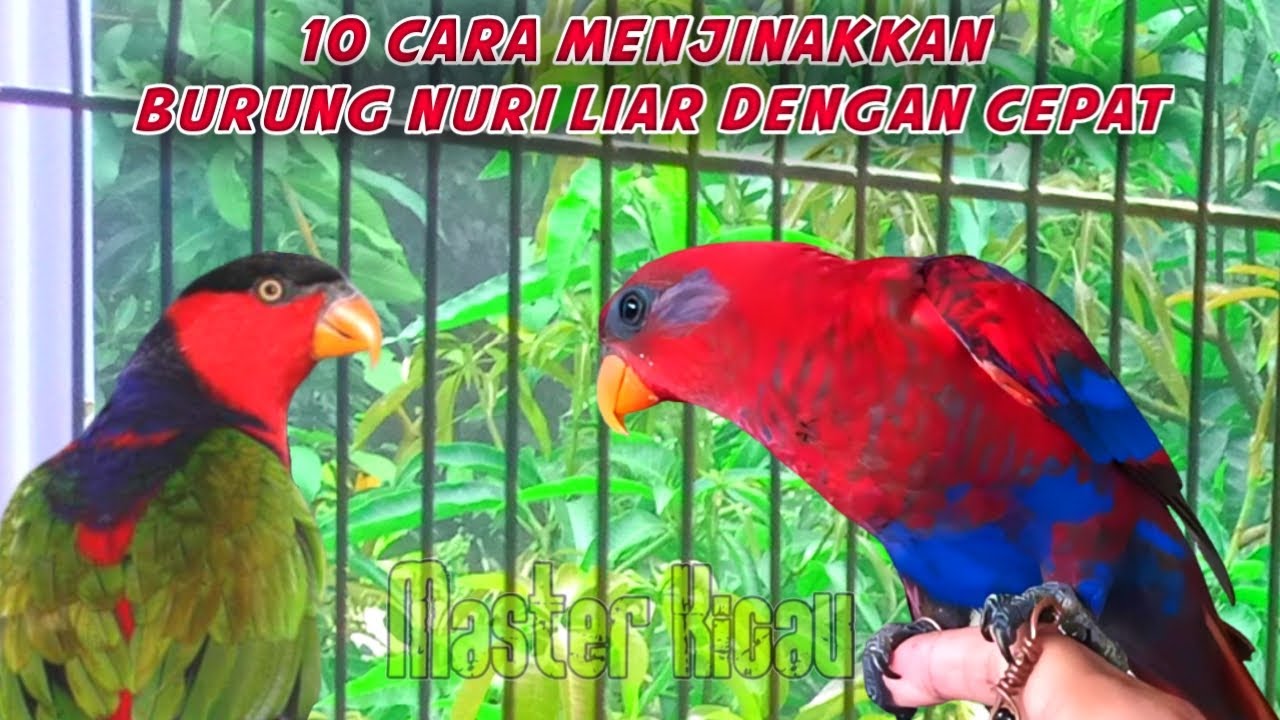 10 Cara Menjinakkan Burung Nuri Liar Dengan Cepat | Nuri Dora, Nuri Kepala Hitam, Nuri Maluku