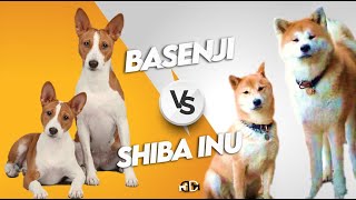 Basenji vs Shiba Inu |  Shiba Inu or Basenji, which Breed is Right for You?