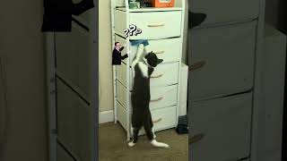 🗣️Drella!!! #cat #funnyshorts #kitten #viralshort #funntcats